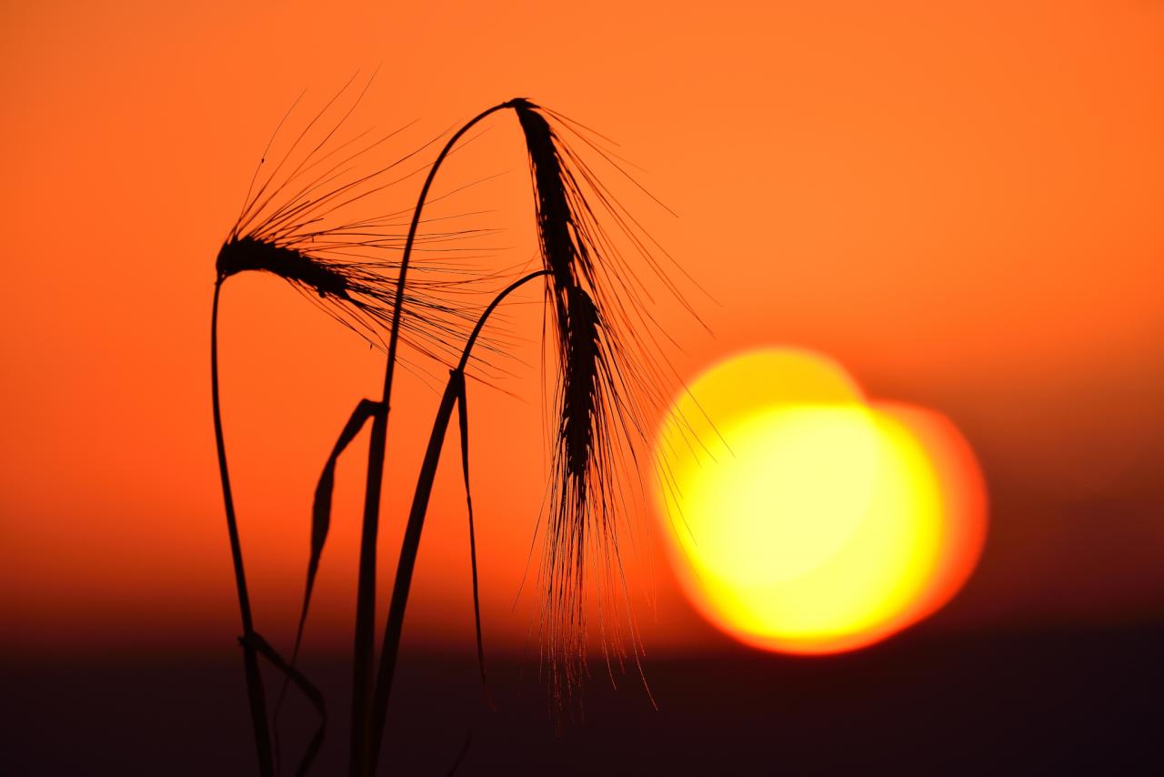 Photo nature, par Alain Blaise